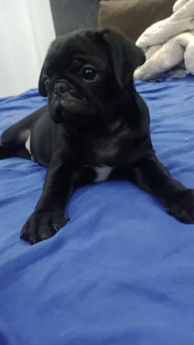 Pug macho promoção 