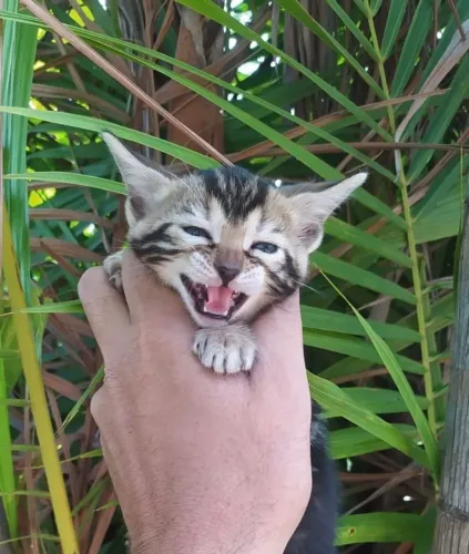 Bengal Marble