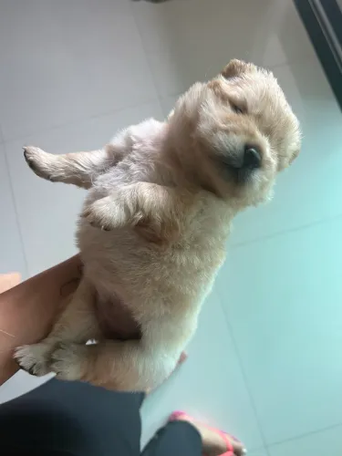 Chow Chow Porte Americano