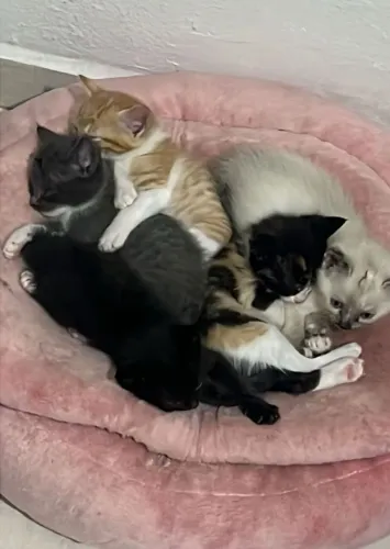 Doasse filhote de gatos