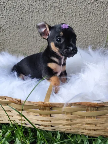 PINSCHER Fêmea