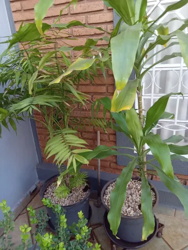 Vasos de plantas doações