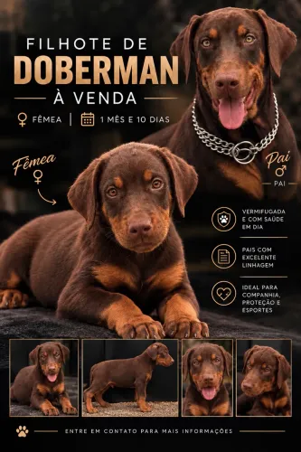 Doberman