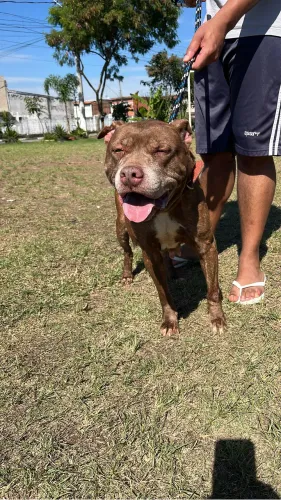 Pit bull fêmea