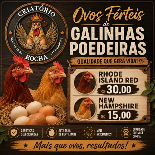 Ovos férteis (Galinhas poedeiras)