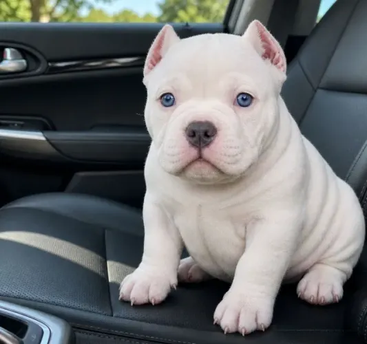 Filhotes de American Bully Disponiveis para Entrega Grátis