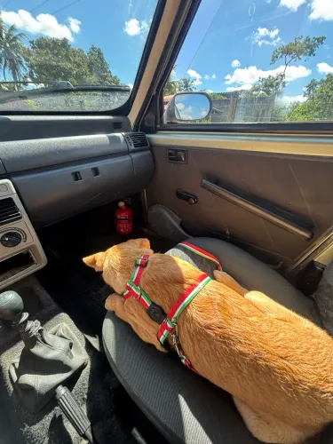 Doação de cachorro