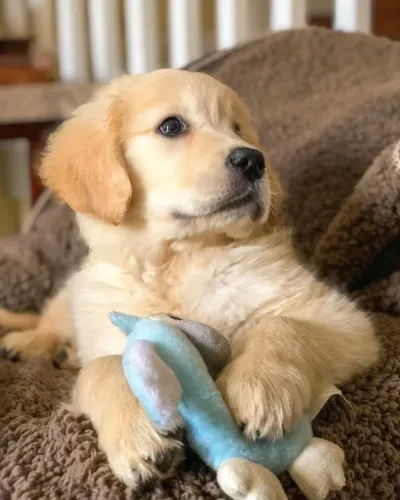 Golden retriever saudavel