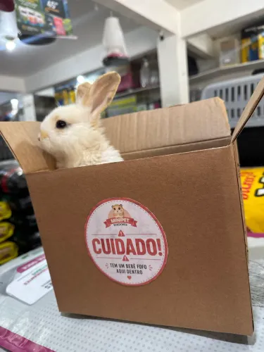 Coelho