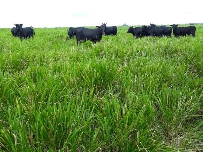 Fazenda 1050 alqueires dupla aptidão no Pará documentada R$63 milhões