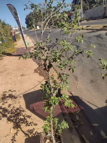 Jabuticaba produzindo 