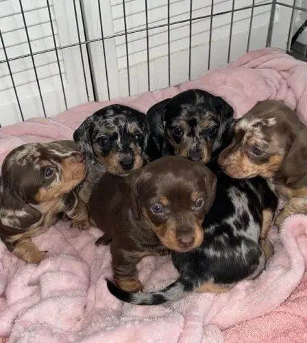 Teckel/Daschund com cores únicas 