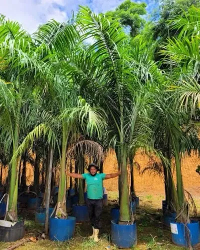 Palmeiras Imperiais para paisagismo decoração casas praças 