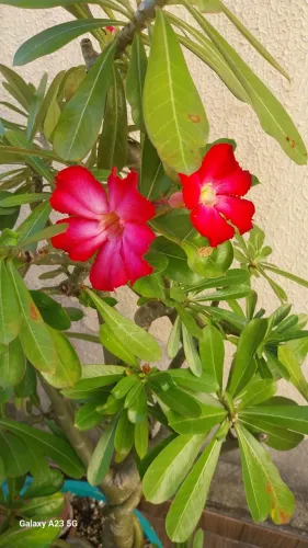 Linda Flor do Deserto - Adenium