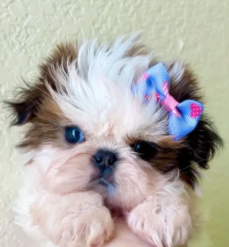 Filhotes de Shih Tzu | Filhotes lindos e irresistíveis!