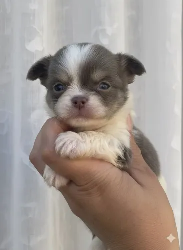 CHIHUAHUA- A cara da riqueza disponível para sua alegria