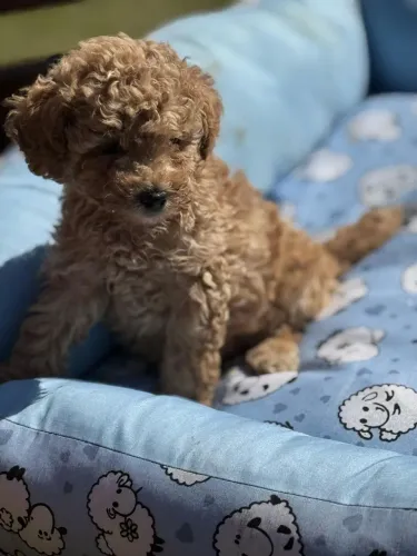 Poodle Toy Red Machinho Disponível 