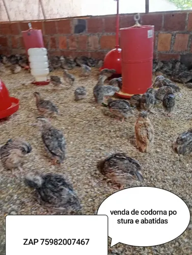 Codornas de postura e a batida temperada