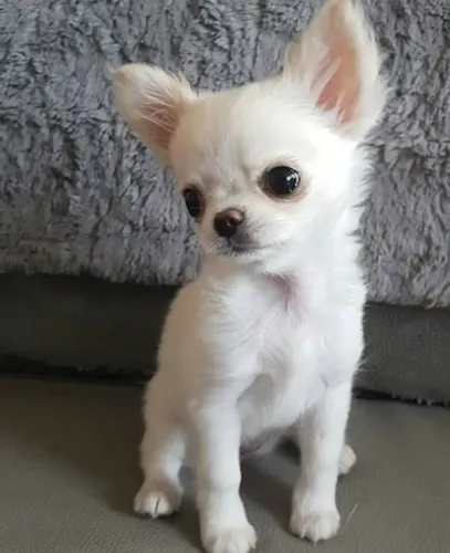 charme e a personalidade do Chihuahua de pelo curto!