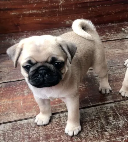 Pug fêmea filhote com 56 dias na cor abricot vacinada e com pedigree