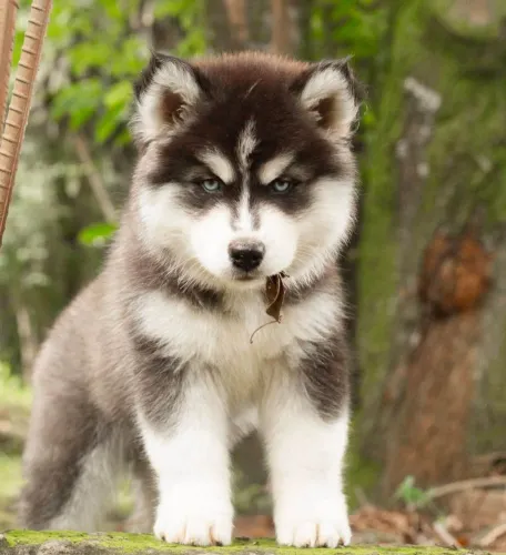 Filhote Husky Siberiano, Pequenos, brincalhões e prontos para te conquistar!