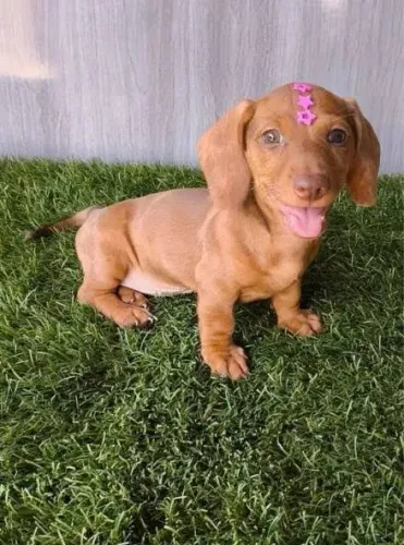 Dachshund Salsichinha - Amor em 4 Patas