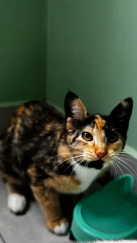 Doa-se gata