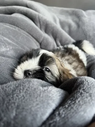 Shih tzu quem leva já sai campeão do coração