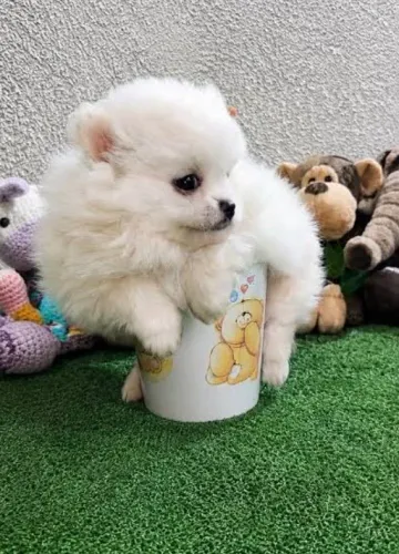 Fêmea Lulu da Pomerânia branco neve mini