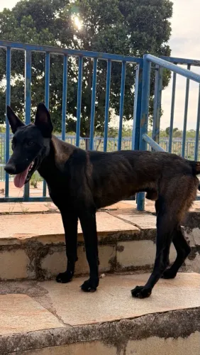 Vendo cachorro Pastor Belga Malinois