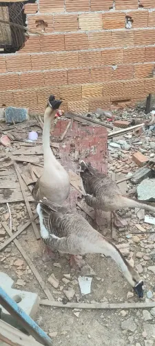 Gansos africanos 