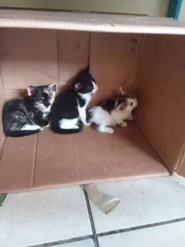 Doação gatos filhotes