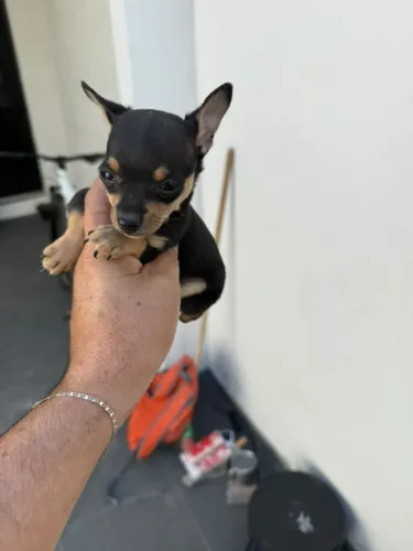 Pinscher fêmea zero