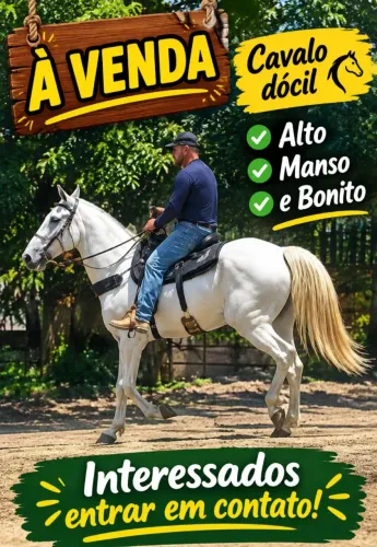 Lindo cavalo