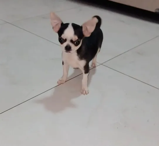 Filhote de chihuahua macho 