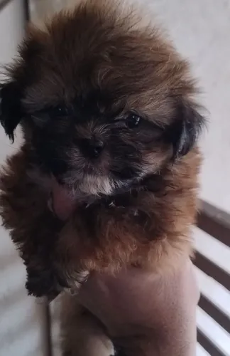Lindos filhotes shih Tzu machinhos 