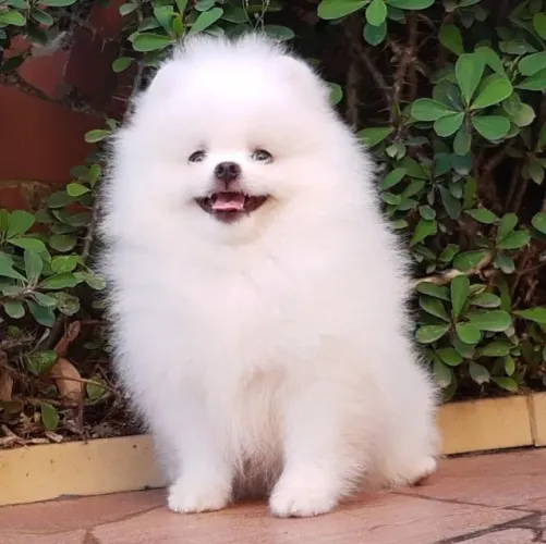 Filhote de Spitz Alemão Para Quem Sonha Com Um Pequeno Companheiro
