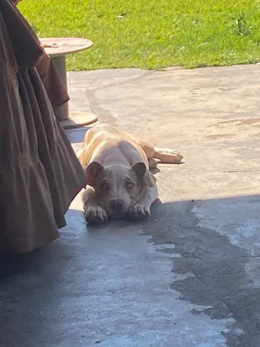 Vende-se filhote de pit moster