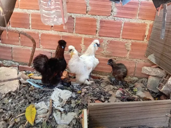 Vendo galinhas sedosas pura 