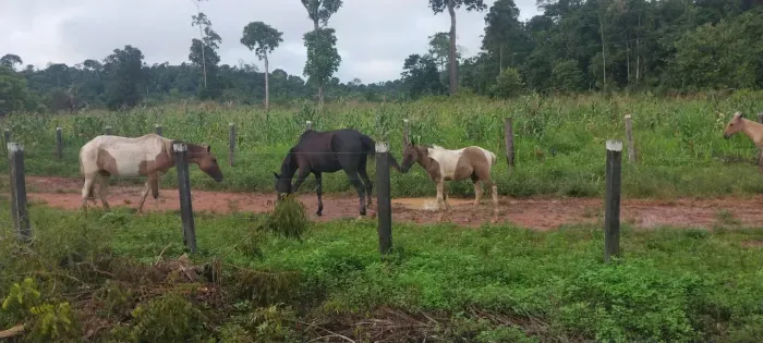 Vendo uma otima Fazenda com 128 alqueires - Pacaja/PA