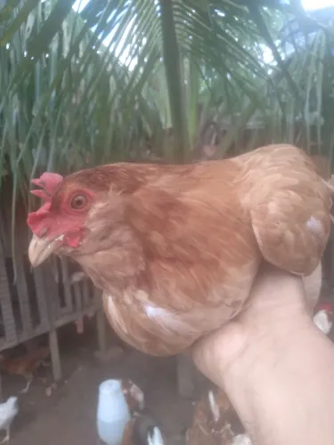 Galinhas poedeira de ovos verdes