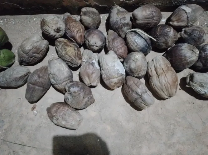  Vende-se cocos secos