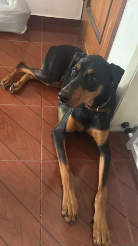 Dobermann 3 anos