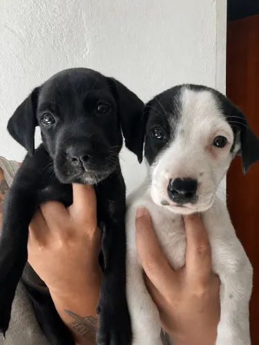 Filhotes para doação