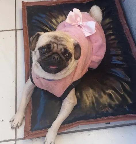 Vendo pug (porte pequeno)