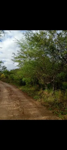 Vendo 4 tarefas de terra ,no terrerinho pra vender logo .
