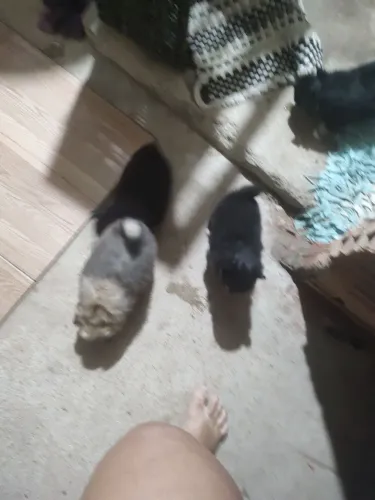 Cachorrinho Luluzinha disponível para venda