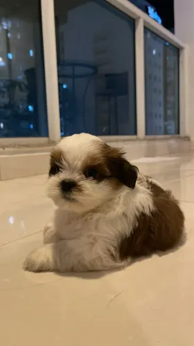 Lindo bebê pet Shih Tzu