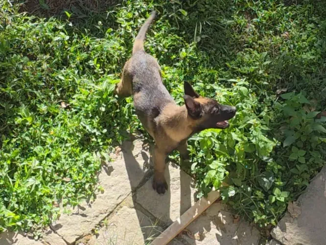 Pastor Belga Malinois