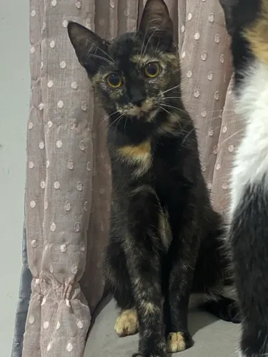 doação responsável para gatinha filhote.
